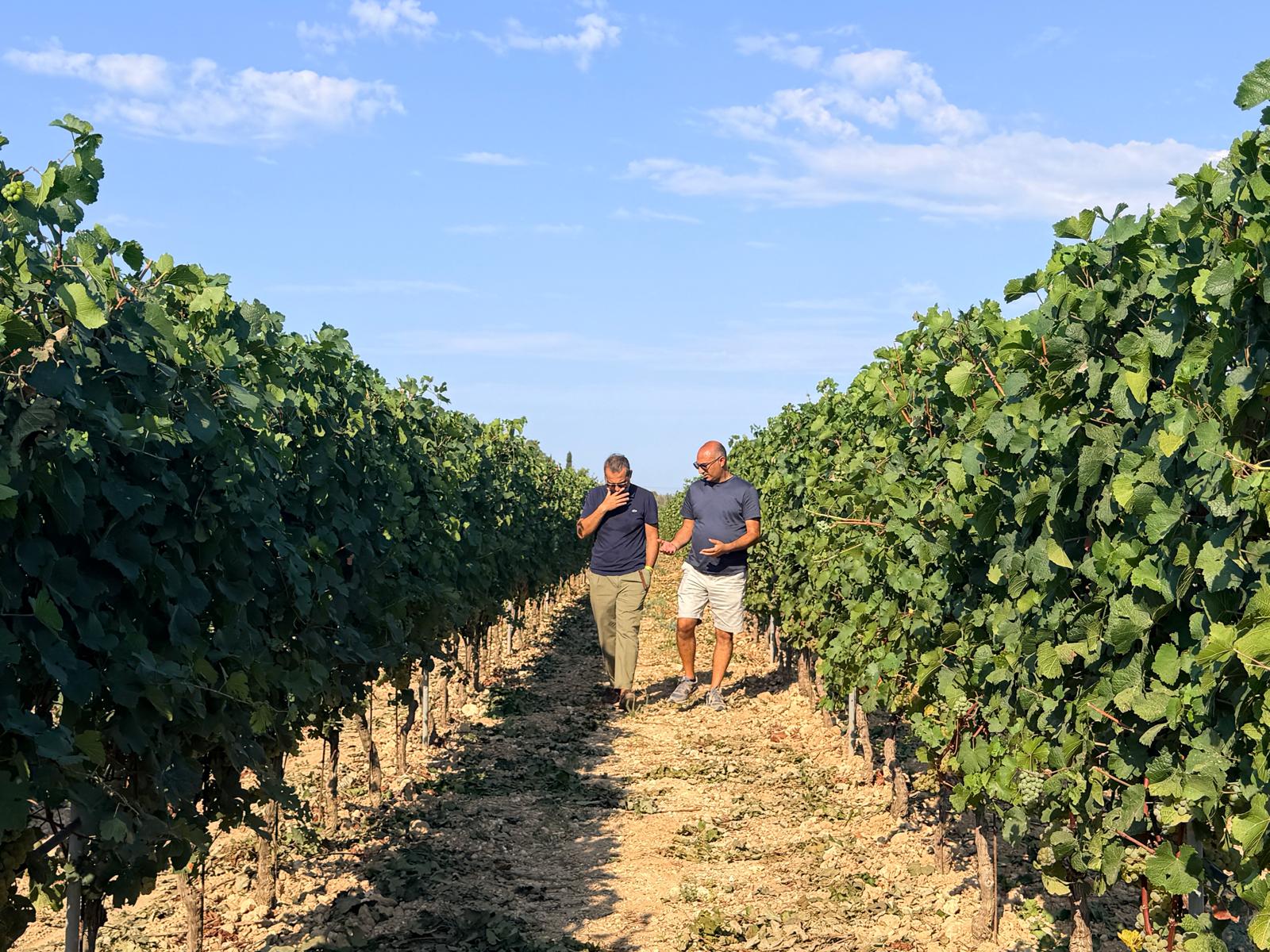 Galleria Vendemmia 2026, Paolicelli a Leverano per il primo taglio dell'uva - Diapositiva 1 di 3