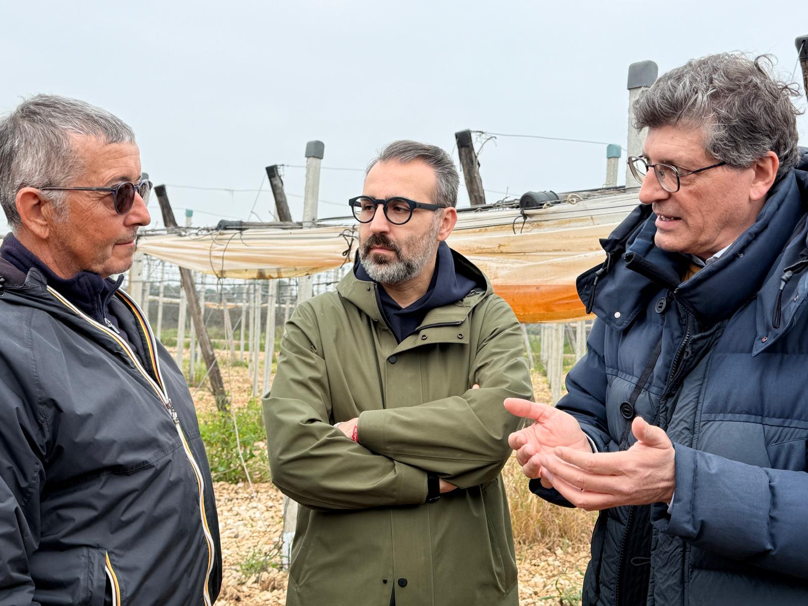 Galleria Xylella, chiuso il monitoraggio 2026 su area Triggiano. Paolicelli: “Nessuna espansione dopo due anni di interventi” - Diapositiva 1 di 4