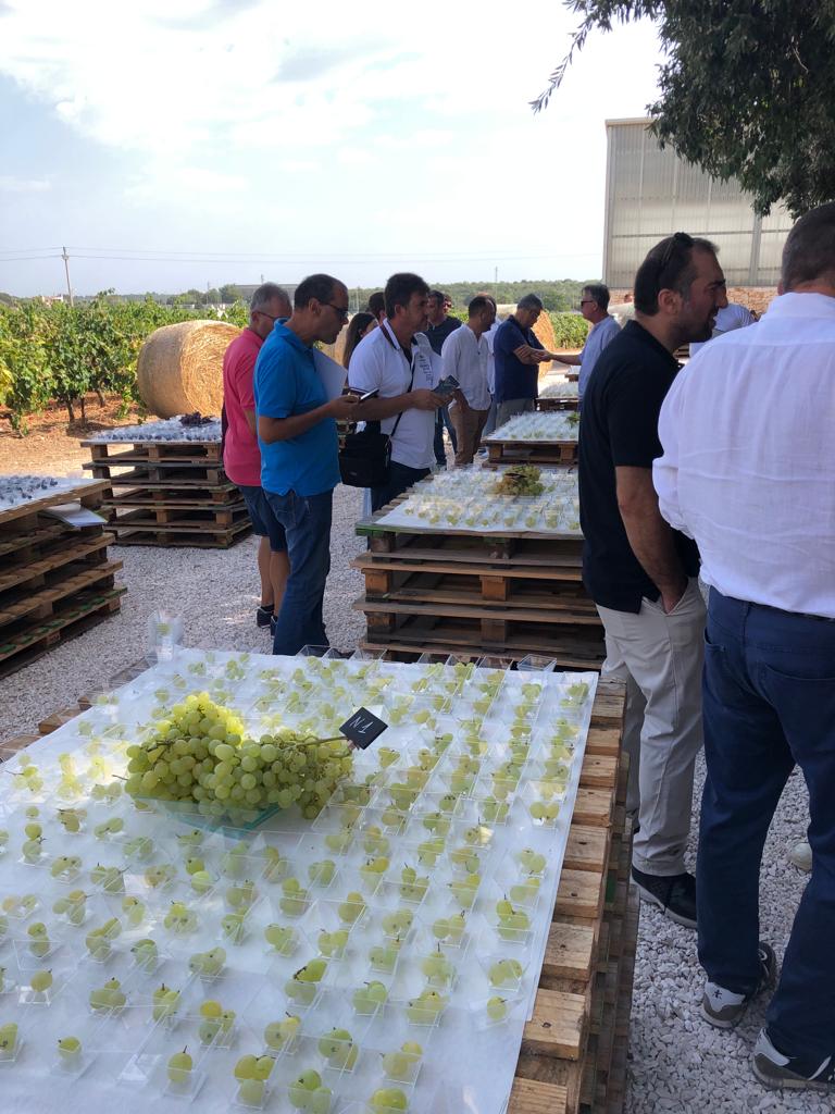 Galleria Puglia regione partner di Macfrut 2024, l’uva da tavola prodotto protagonista della 41esima edizione - Diapositiva 2 di 6