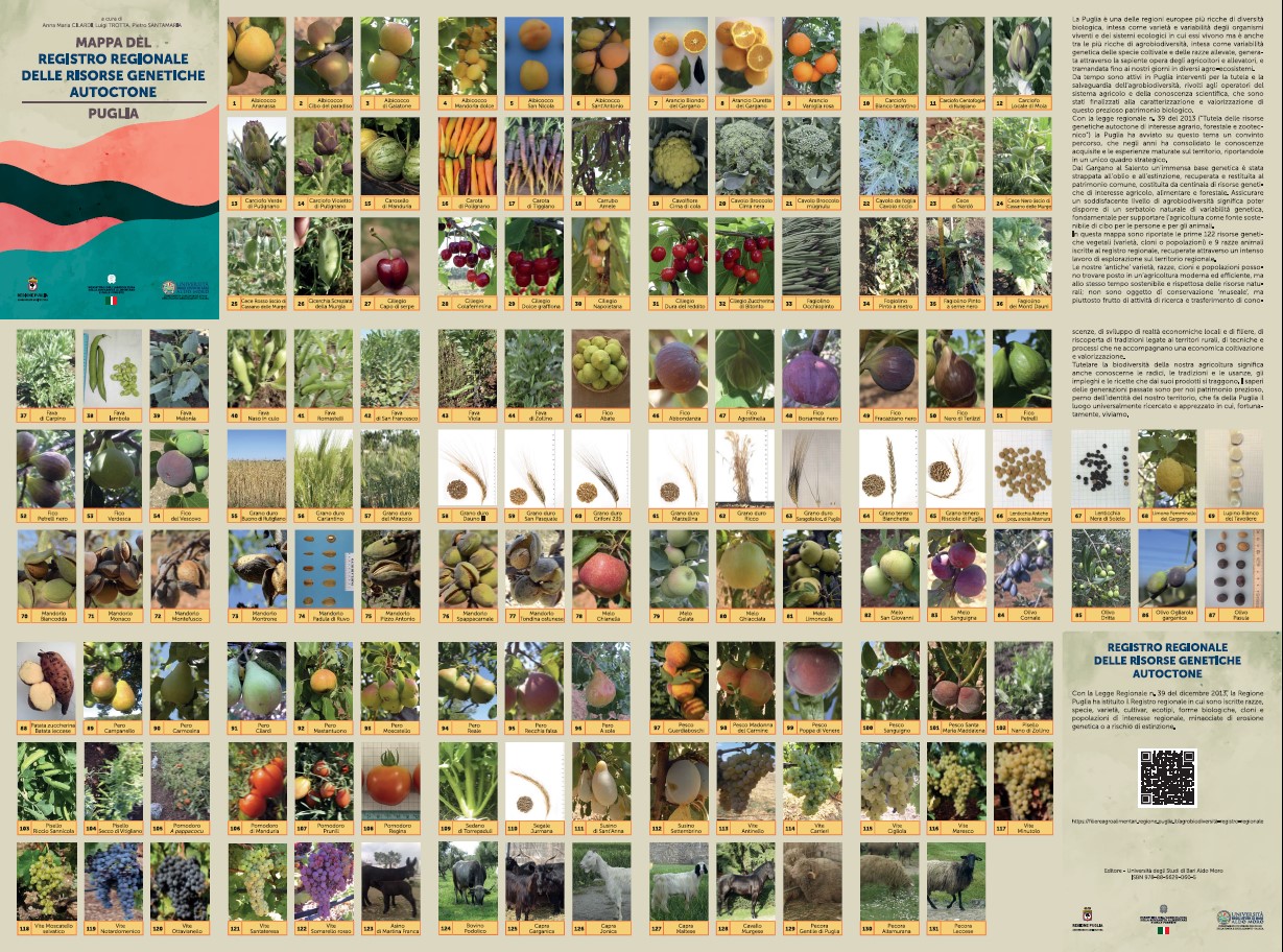Galleria Settimana della Biodiversità Pugliese al via il 20 maggio da Lecce - Diapositiva 1 di 1