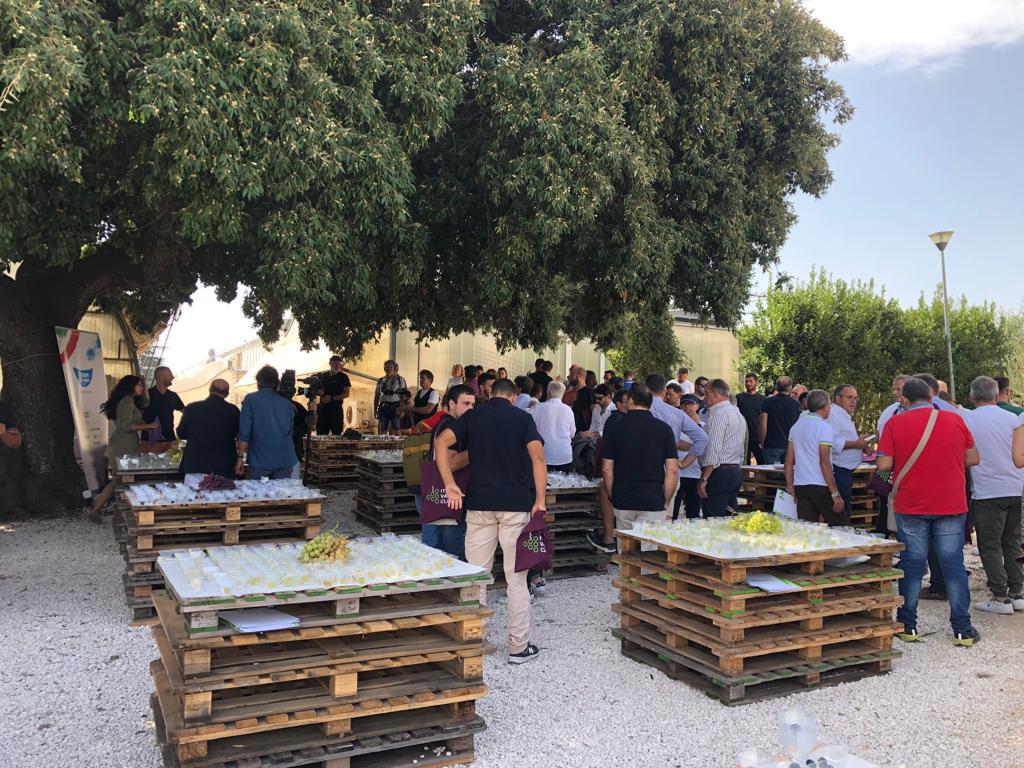 Galleria Puglia regione partner di Macfrut 2024, l’uva da tavola prodotto protagonista della 41esima edizione - Diapositiva 1 di 6
