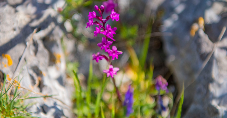 Orchidays – Nel fiore di Mattinata