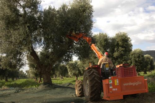 1.Raccolta delle olive