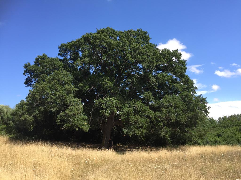 L'albero di fragno in località Monte Ferraro a Conversano - Bari (codice identificativo 001/C975/BA/16)